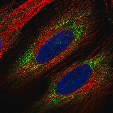 Anti-Vwde Antibody Produced In Rabbit Prestige Antibodies&#174; Powered by Atlas Antibodies, affinity isolated antibody, buffered aqueous glycerol solution