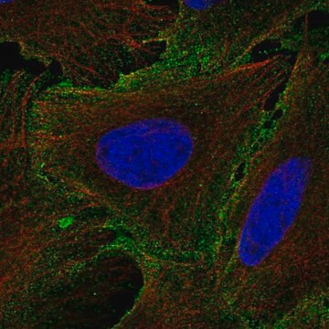 Anti-IL12RB1 antibody produced in rabbit Prestige Antibodies&#174; Powered by Atlas Antibodies, affinity isolated antibody