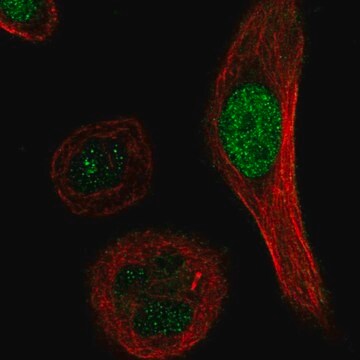 Anti-XRCC3 antibody produced in rabbit Prestige Antibodies&#174; Powered by Atlas Antibodies, affinity isolated antibody