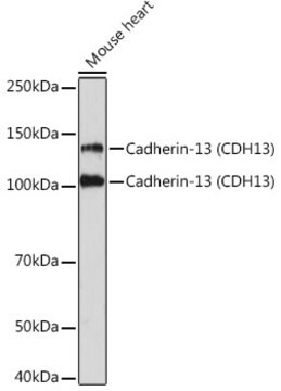 Anti-Cadherin-13 (CDH13) Antibody, clone 4Z8D1, Rabbit Monoclonal