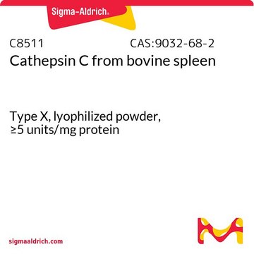 カテプシンC from bovine spleen Type X, lyophilized powder, &#8805;5&#160;units/mg protein