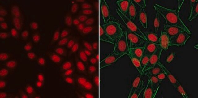 Colorant nucléaire BioTracker NIR694 (eau) Live cell imaging far red nuclear staining dye with greater photostability than traditional blue fluorescent nuclear stains such as DAPI and Hoechst 33342.