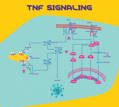 Facteur de nécrose tumorale-&#945; human TNF-&#945;, recombinant, expressed in E. coli, powder, suitable for cell culture