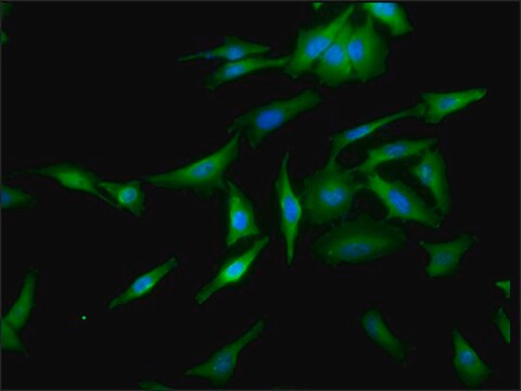 Monoclonal Anti-Hsf1 - Atto 488 antibody produced in rat clone 10H4, purified immunoglobulin