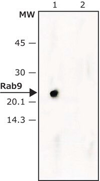 Monoclonal Anti-Rab9 antibody produced in mouse ~2&#160;mg/mL, clone Rab9-29, purified immunoglobulin, buffered aqueous solution