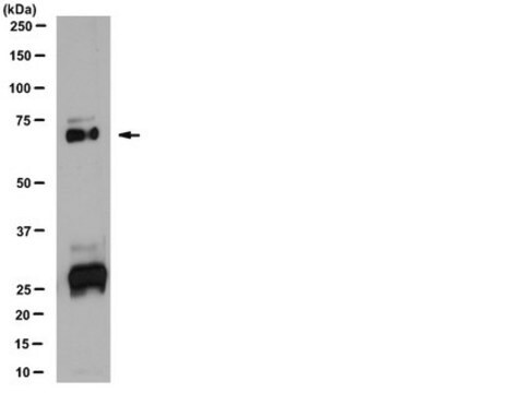 抗ビタミンK依存性タンパク質S抗体 from rabbit, purified by affinity chromatography