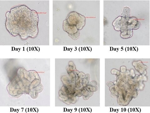 3dGRO&#174; Medio de expansión de organoides de colon humano Complete serum-free organoid media for the expansion and long-term 3D culture of human intestinal colon organoids.