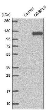 Anti-OSBPL5 antibody produced in rabbit Prestige Antibodies&#174; Powered by Atlas Antibodies, affinity isolated antibody, buffered aqueous glycerol solution