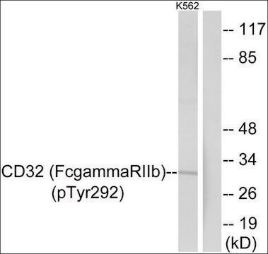 Anti-phospho-CD32 (pTyr292) antibody produced in rabbit affinity isolated antibody