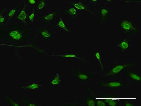 Monoclonal Anti-FBXO11, (C-terminal) antibody produced in mouse clone 1A2, purified immunoglobulin, buffered aqueous solution