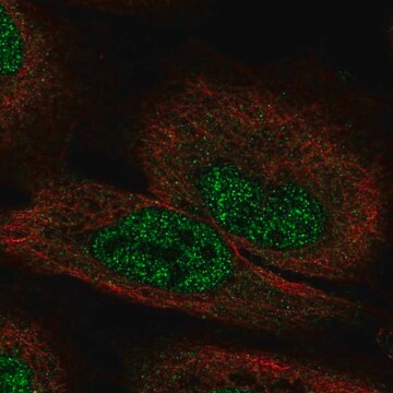 Anti-FGF12 antibody produced in rabbit Prestige Antibodies&#174; Powered by Atlas Antibodies, affinity isolated antibody