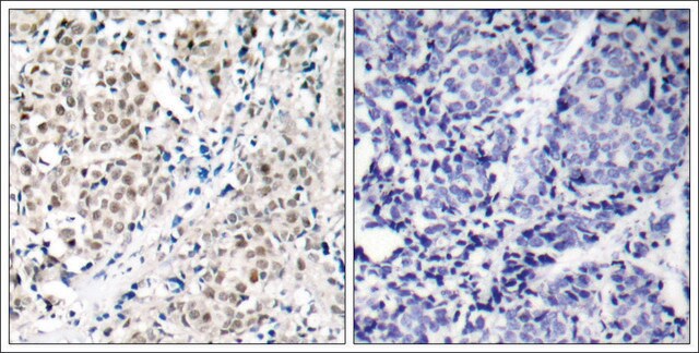 Anti-MYC (Ab-358) antibody produced in rabbit affinity isolated antibody