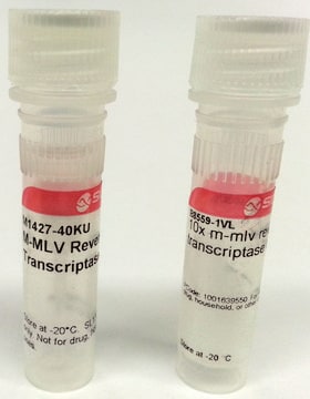 Reverse M-MLV-Transkriptase Moloney Murine Leukemia Virus enzyme &amp; buffer for cDNA synthesis