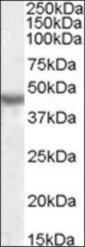 Anti-KCNJ1 antibody produced in goat affinity isolated antibody, buffered aqueous solution