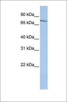 Anti-SAMHD1 affinity isolated antibody