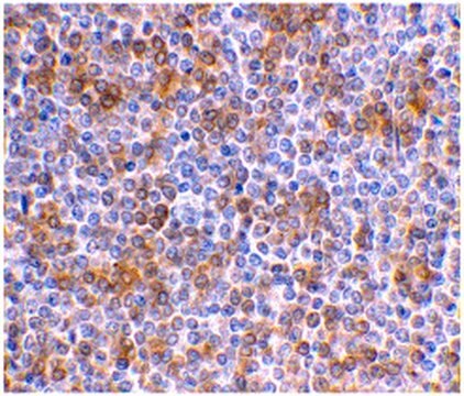 Anti-APOBEC3G Antibody from rabbit, purified by affinity chromatography