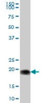 Anti-CYB5B antibody produced in mouse purified immunoglobulin, buffered aqueous solution