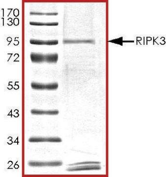 RIPK3, active, GST tagged human PRECISIO&#174;, recombinant, expressed in baculovirus infected Sf9 cells, &#8805;70% (SDS-PAGE), buffered aqueous glycerol solution