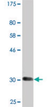 Monoclonal Anti-SLC6A11 antibody produced in mouse clone 2C3, purified immunoglobulin, buffered aqueous solution