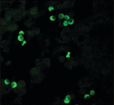 抗HLA I类抗原单克隆抗体 小鼠抗 clone W6/32, purified immunoglobulin, buffered aqueous solution