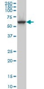 Monoclonal Anti-CLK3 antibody produced in mouse clone 7D6, ascites fluid, solution