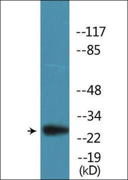 Anti-phospho-BCL2 (pSer70) antibody produced in rabbit affinity isolated antibody