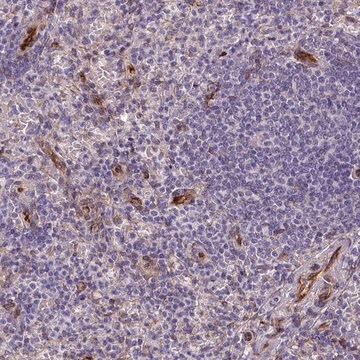 Anty-KAZN Prestige Antibodies&#174; Powered by Atlas Antibodies, affinity isolated antibody, buffered aqueous glycerol solution