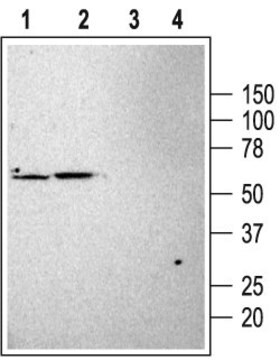 Anti-Potassium Channel TASK-1 antibody produced in rabbit affinity isolated antibody, lyophilized powder