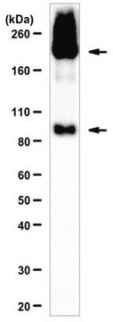 Anti-mGluR2 Antibody from rabbit, purified by affinity chromatography