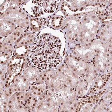 Anti-PDS5B antibody produced in rabbit Prestige Antibodies&#174; Powered by Atlas Antibodies, affinity isolated antibody, buffered aqueous glycerol solution