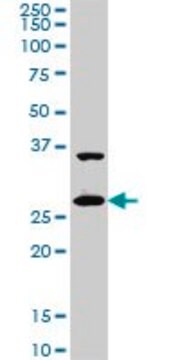 Monoclonal Anti-CITED1 antibody produced in mouse clone 6G8, purified immunoglobulin, buffered aqueous solution