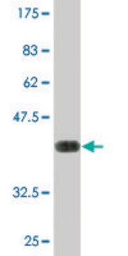 Monoclonal Anti-MXI1, (C-terminal) antibody produced in mouse clone 1F3, purified immunoglobulin, buffered aqueous solution