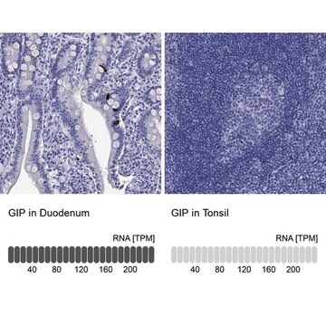 Anty-GIP Prestige Antibodies&#174; Powered by Atlas Antibodies, affinity isolated antibody, buffered aqueous glycerol solution