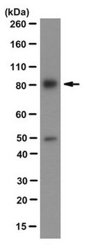 Anti-XPB-Antikörper, Klon 15TF2-1B3 ascites fluid, clone 15TF2-1B3, from mouse