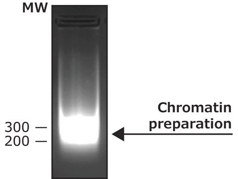 Nuclease mikrokokkal aus Staphylococcus aureus With reaction buffer and BSA solution