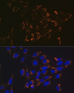 Antyglutaminaza(GLS)