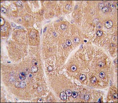 Anti-FUCA2 (N-term) antibody produced in rabbit Ig fraction of antiserum, buffered aqueous solution