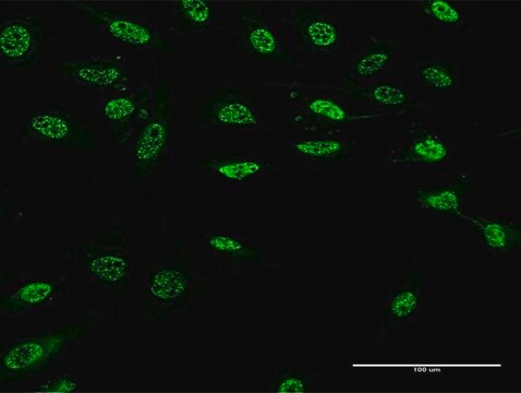 Monoclonal Anti-PAX9 antibody produced in mouse clone 3B8, purified immunoglobulin, buffered aqueous solution