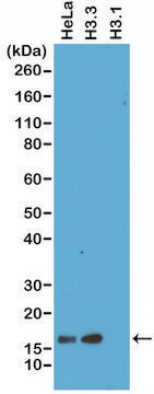 Anti-Histone H3.3 antibody, Rabbit monoclonal recombinant, expressed in HEK 293 cells, clone RM190, purified immunoglobulin