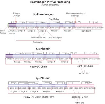 プラスミン ヒト血漿由来 lyophilized powder, &#8805;2.0&#160;units/mg protein