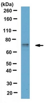 Anti-TRIP8b Antibody, clone N212A/34 clone N212A/34, from mouse