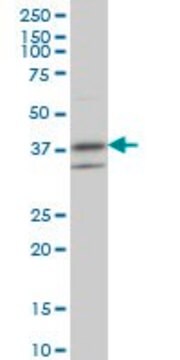 Monoclonal Anti-RNF2 antibody produced in mouse clone 6C2, purified immunoglobulin, buffered aqueous solution