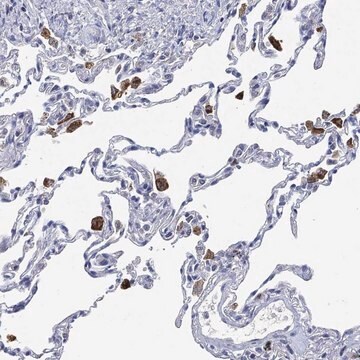 Anti-Vsig4 Antibody Produced In Rabbit Prestige Antibodies&#174; Powered by Atlas Antibodies, affinity isolated antibody, buffered aqueous glycerol solution