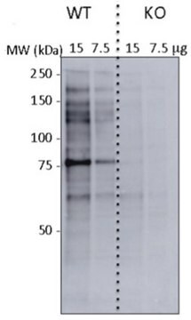 Anticorps anti-O-GlcNAc, clone&nbsp;CTD110.6 clone CTD110.6, from mouse