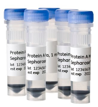 Protein A Mag Sepharose&#8482; Xtra Cytiva 28-9670-62, pack of 5 × 1&#160;mL