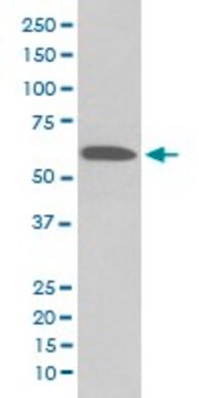 Monoclonal Anti-AKT1 (phospho S473) antibody produced in rabbit clone IFD-1