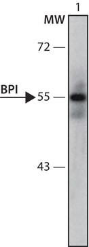 Anti-BPI (61-75) antibody produced in rabbit IgG fraction of antiserum, buffered aqueous solution