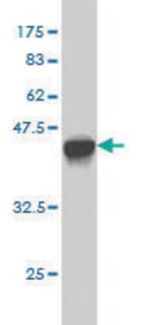 Monoclonal Anti-GAA antibody produced in mouse clone 3C6, purified immunoglobulin, buffered aqueous solution