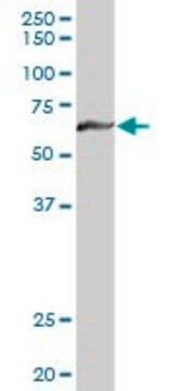 Anti-MTM1 antibody produced in rabbit purified immunoglobulin, buffered aqueous solution