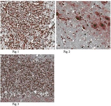 Anti-HUNK Antibody from rabbit, purified by affinity chromatography